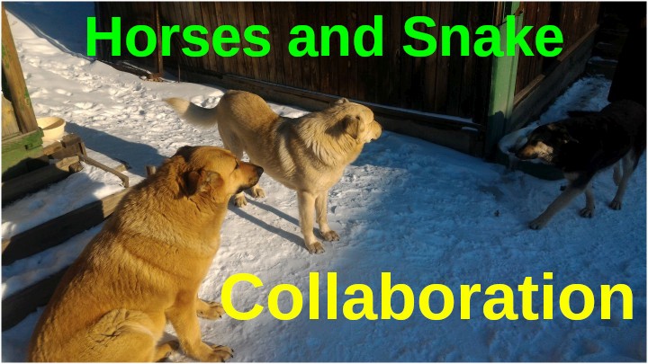 Collaboration